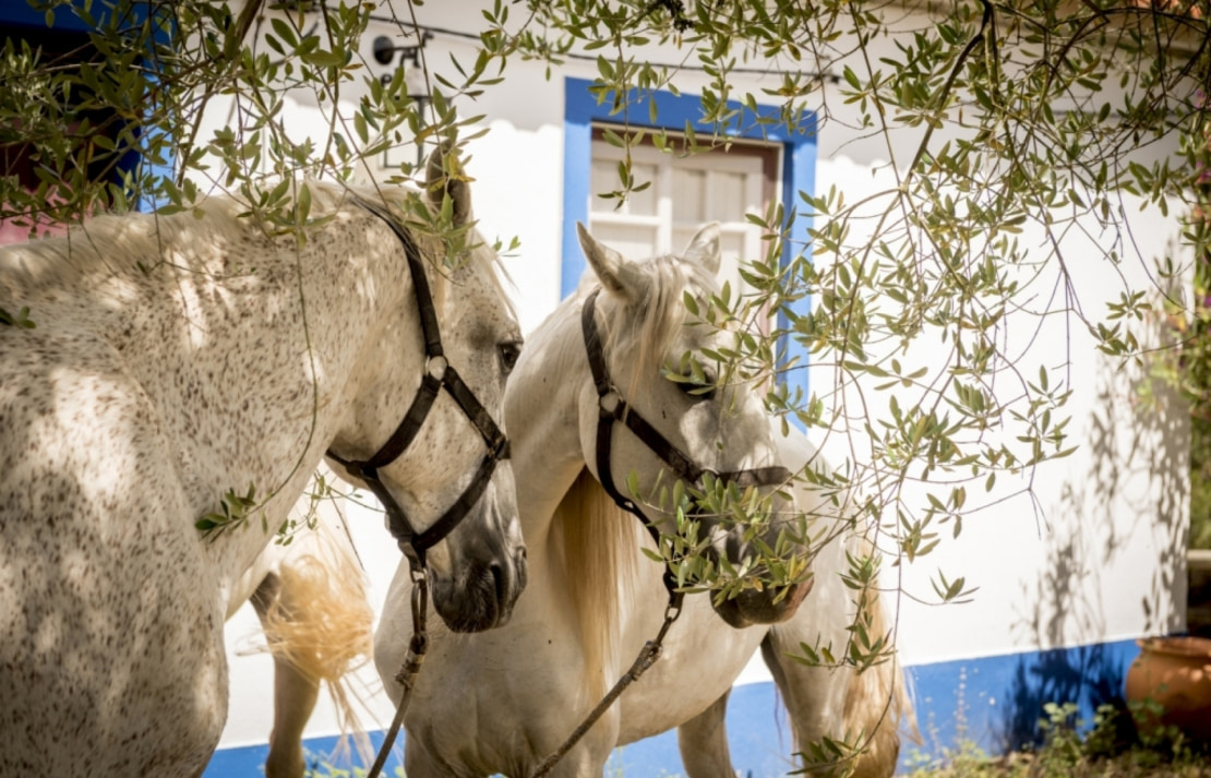 Multisnet desenvolvimento de website com sistema de reservas - Passeios a Cavalo - Quinta do Almargem (5)