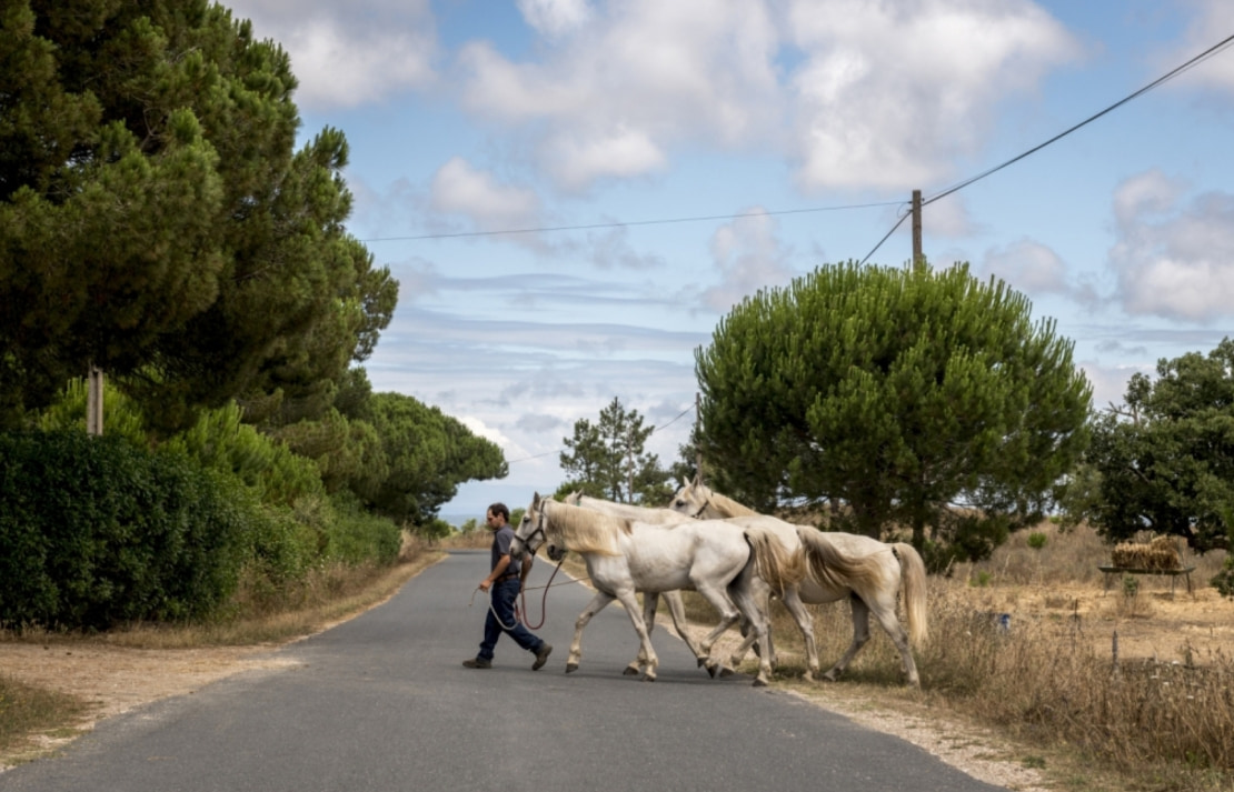 Multisnet desenvolvimento de website com sistema de reservas - Passeios a Cavalo - Quinta do Almargem (7)